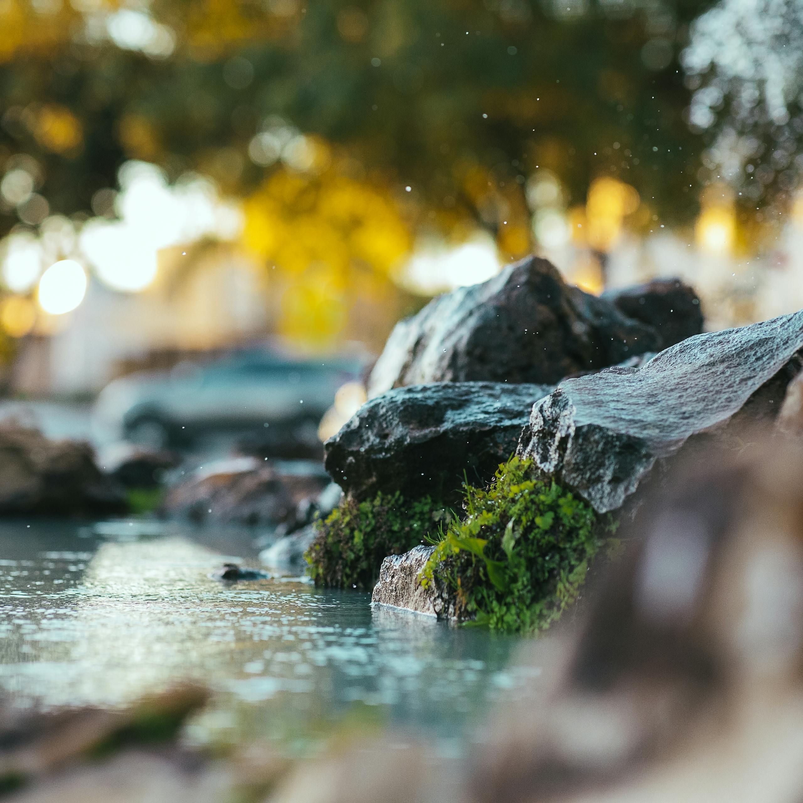 Close-up of moss-covered rocks by water, with blurred trees in the background, creating a tranquil scene.